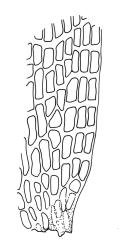 Ulota lutea, basal laminal cells at margin. Drawn from A.J. Fife 8084, CHR 436819.
 Image: R.C. Wagstaff © Landcare Research 2017 
